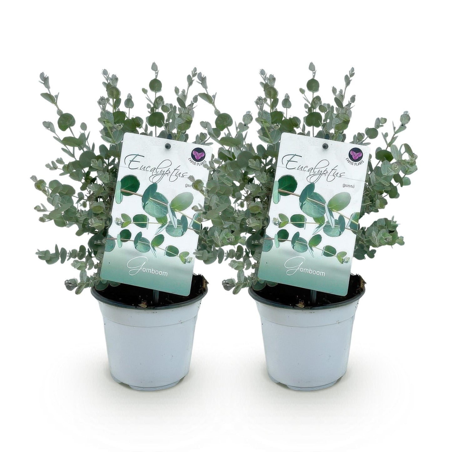 GreenboutiQ - Terrassenpflanze - Eukalyptusbaum - Eucalyptus gunni - Grau - 2 Pflanzen - Winterhart - Topf 14cm Höhe 30cm