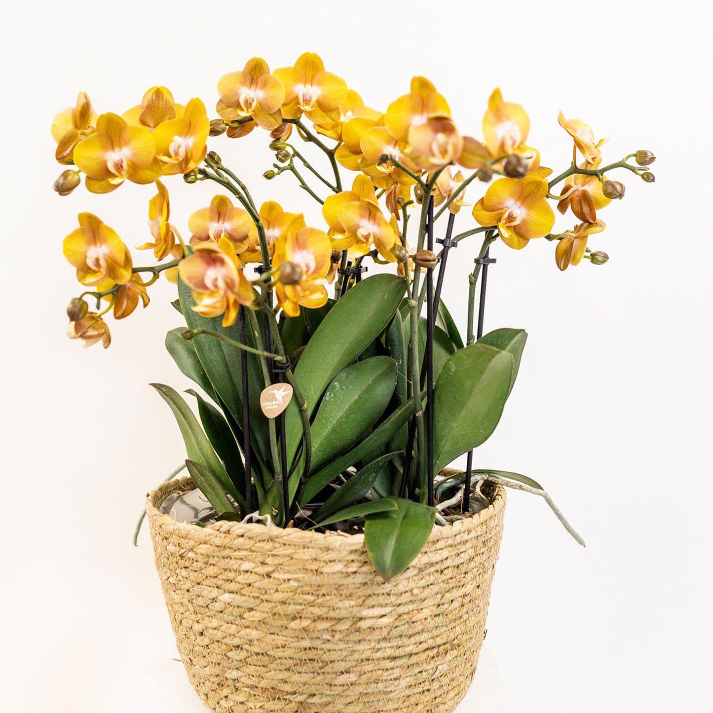 Kolibri Orchids | orange Orchideen-Set im Baumwollkorb inkl. Wassertank | drei orange Orchideen Las Vegas 12cm | Mono Bouquet orange mit autarkem Wassertank.
