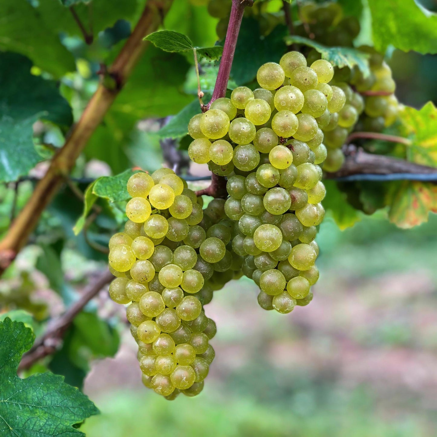GreenboutiQ - Obstpflanze - Weiße Traube - Vitis vinifera Bianca - 2 Pflanzen - Topf 15cm Höhe 50cm