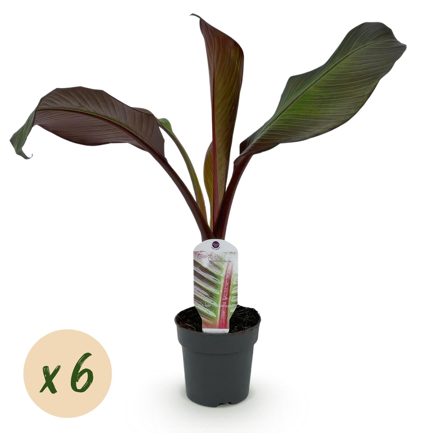 GreenboutiQ - Obstpflanze - Bananenpflanze - Ensete ventricosum Maurelli - Winterhart - 6 Pflanzen - Topf 12cm Höhe 30cm