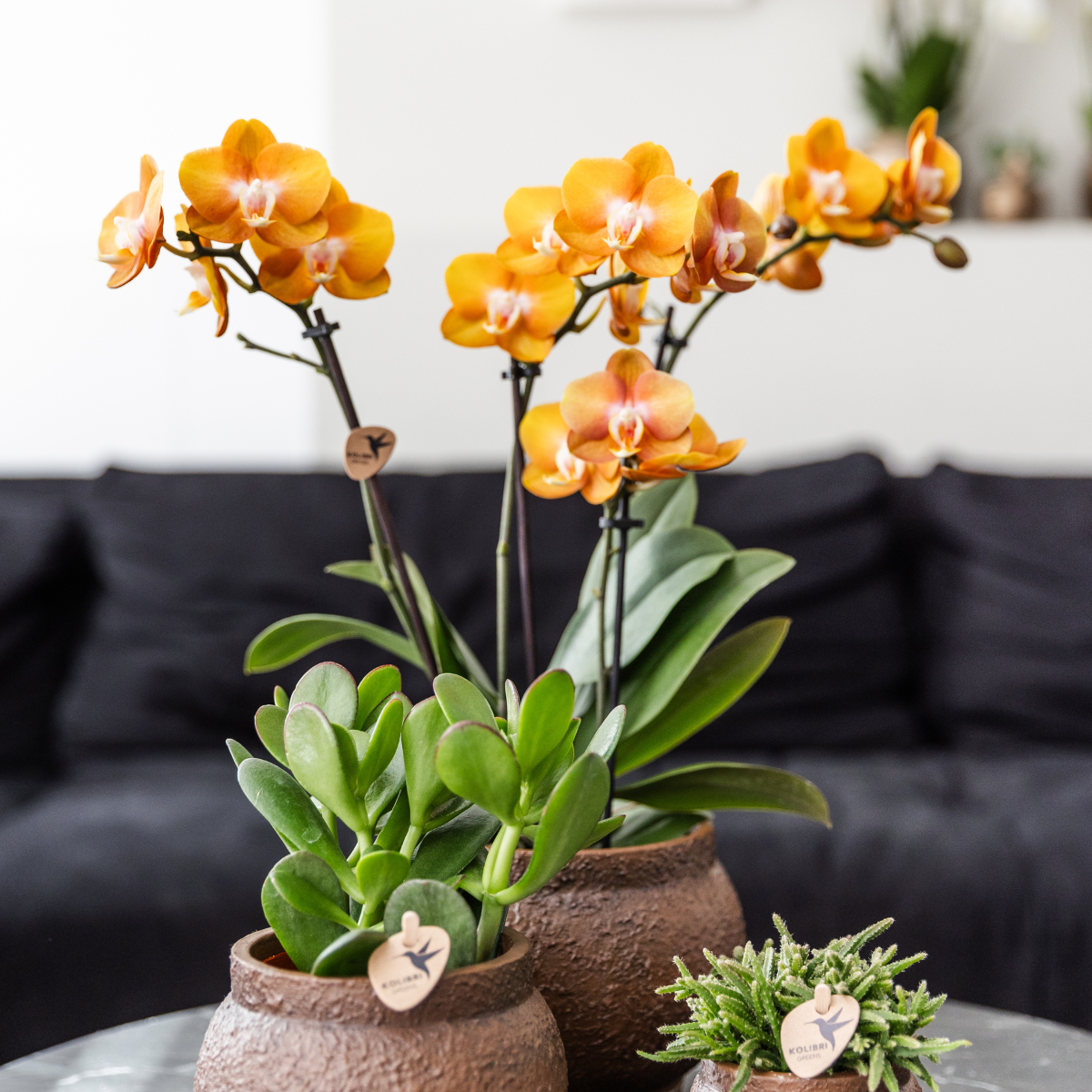 Kolibri Orchids | KOMBI ANGEBOT von 4 Phalaenopsis-Orchideen - Las Vegas - Topfgröße Ø12cm | blühende Zimmerpflanze - frisch vom Züchter