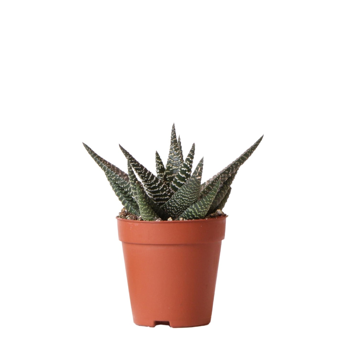 Kolibri Greens | Grünpflanze - Sukkulente Haworthia Royal Highnness - Topfmaat Ø9cm - grüne Zimmerpflanze - frisch aus der Gärtnerei