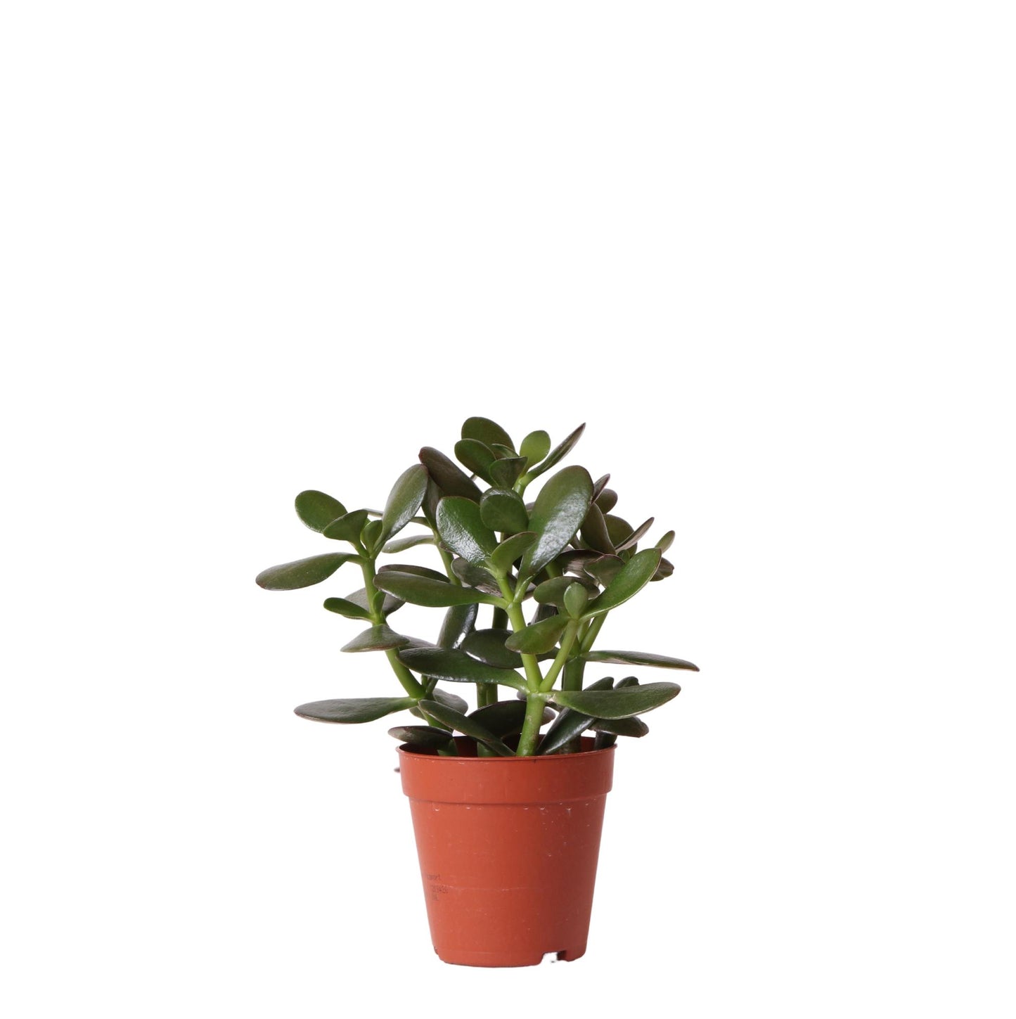 Kolibri Greens | Groene Pflanze - Sukkulente Crassula Ovata - grüne Zimmerpflanze - frisch aus der Gärtnerei - Ø9cm