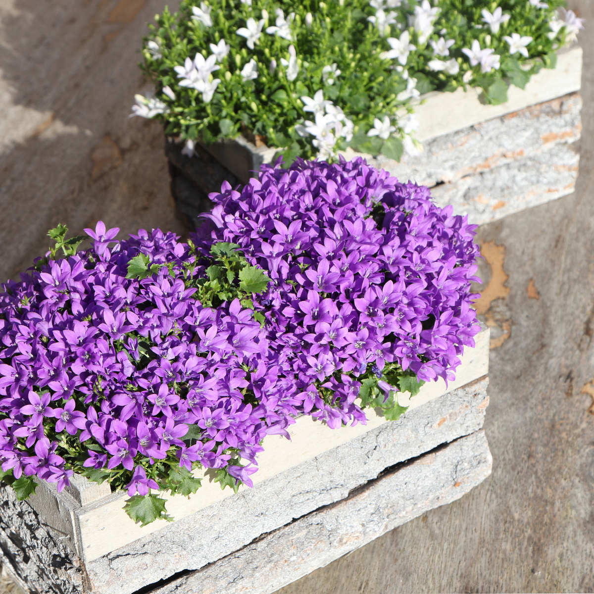 Campanula Addenda Ambella Intensives Lila - Holzschale mit 2 Gartenpflanzen - Topfgröße 12cm - mehrjährig - winterhart