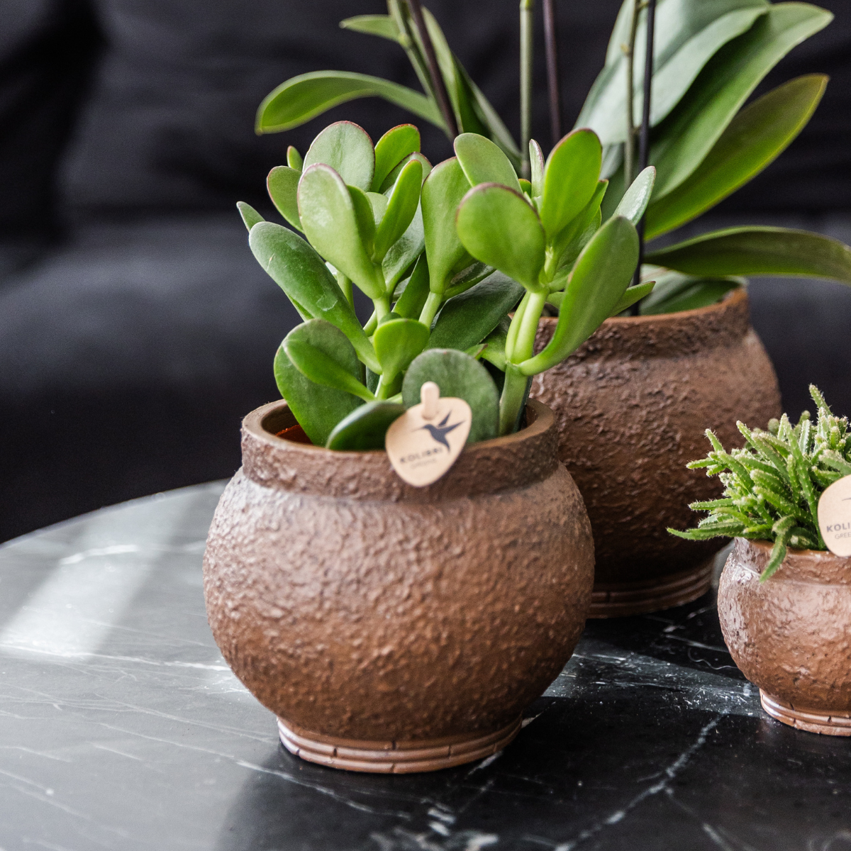 Kolibri Greens | Set mit 4 Sukkulenten - Grünpflanzen - Topfgröße Ø9cm