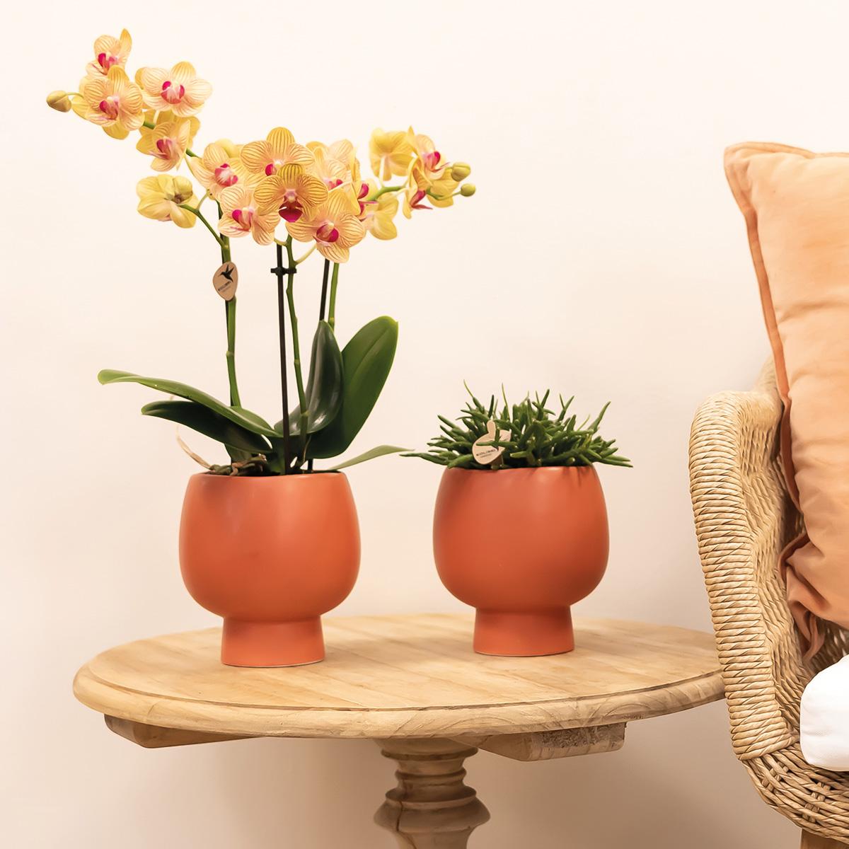 Kolibri Orchids | orange Phalaenopsis Orchidee Topfgröße Ø9cm | Jamaica | blühende Zimmerpflanze - frisch vom Züchter