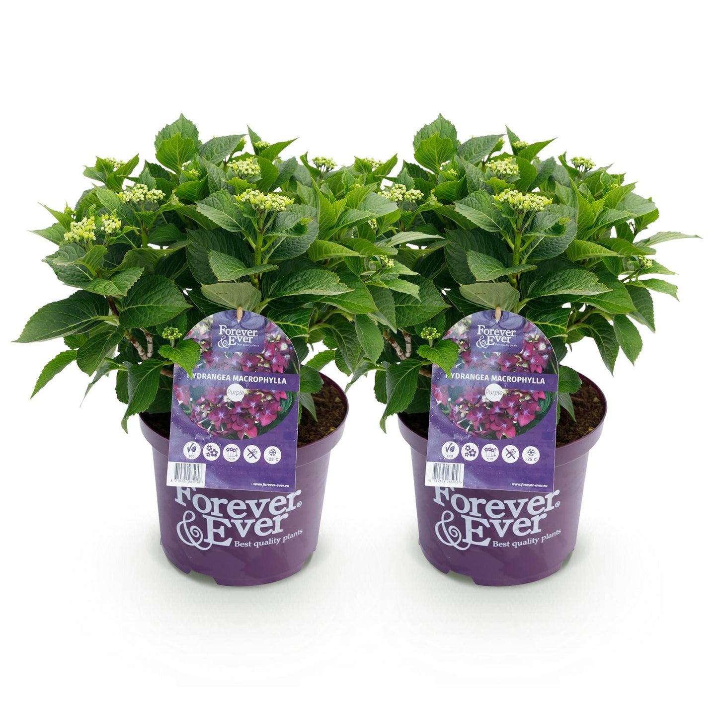 Green boutiQ - Balkonpflanze - Hortensie - Hydrangea Forever & Ever - Lila - 7-12 Blumen - 2 Pflanzen - Topf 23cm Höhe 55cm