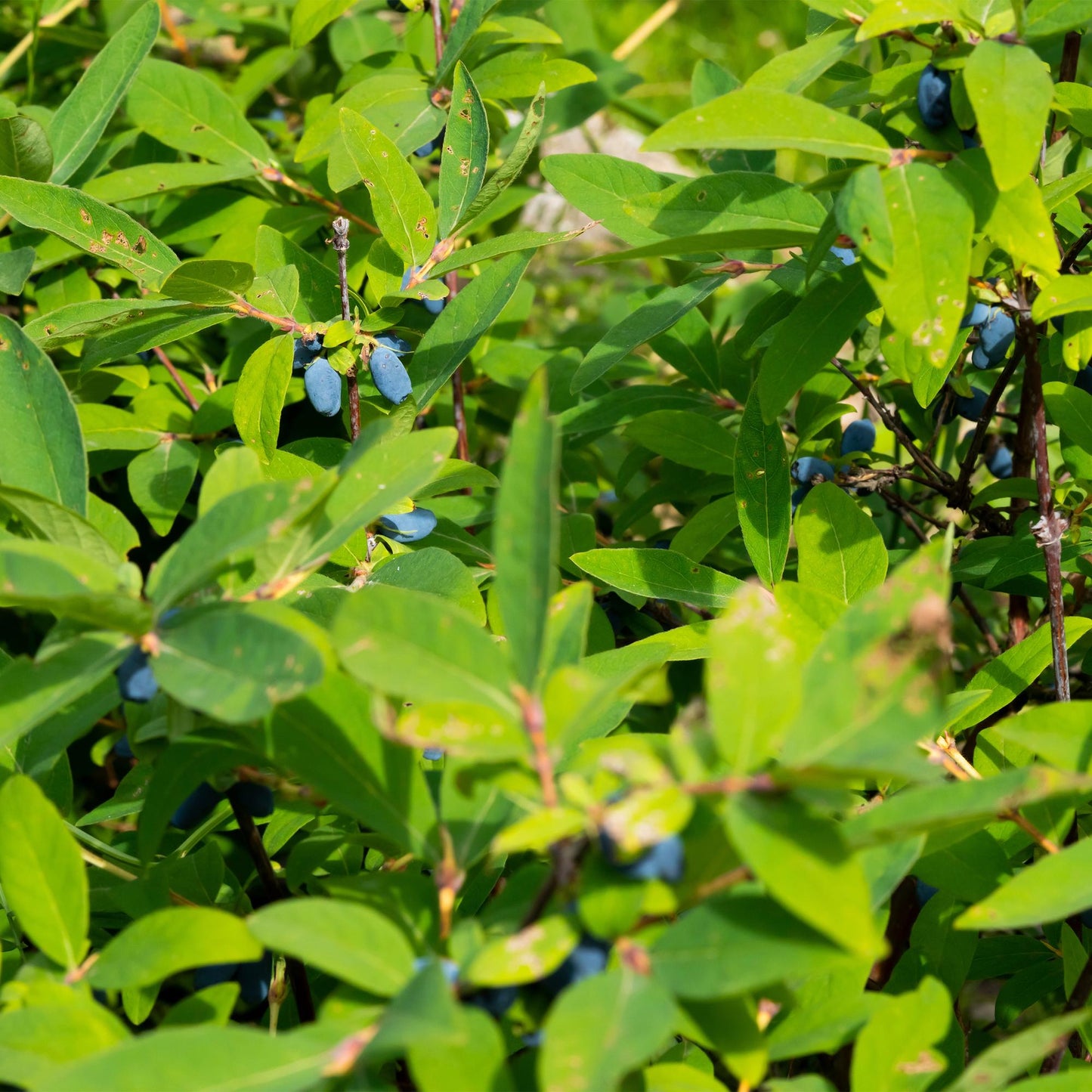 GreenboutiQ - Obstpflanze - Honigbeere - Lonicera caerulea Kamchatika - Blaubeere - 2 Pflanzen - Topf 15cm Höhe 50cm