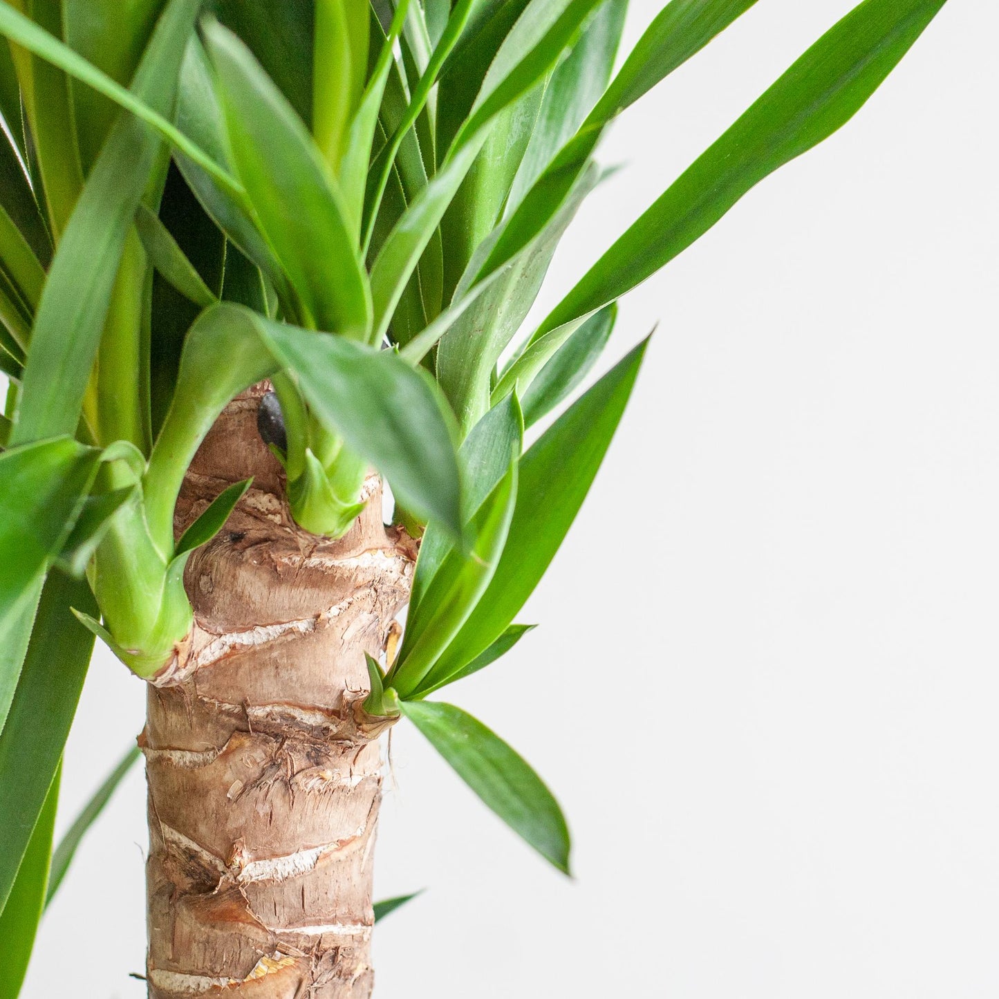 Dracaena Janet Lindt mit Viber Weiß - 95cm - Ø21