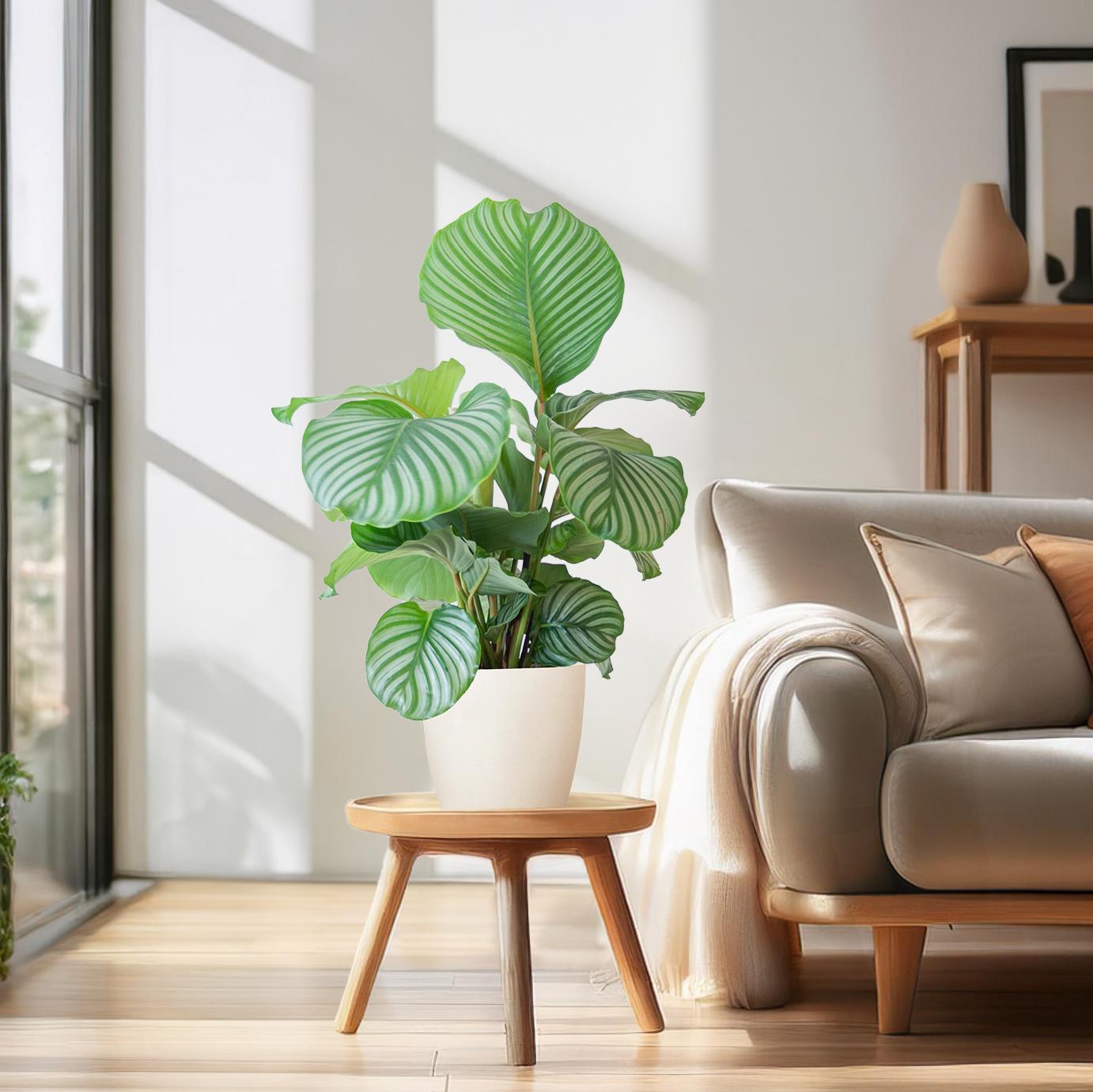 Calathea Orbifolia mit Viber Weiß - 65cm - Ø21