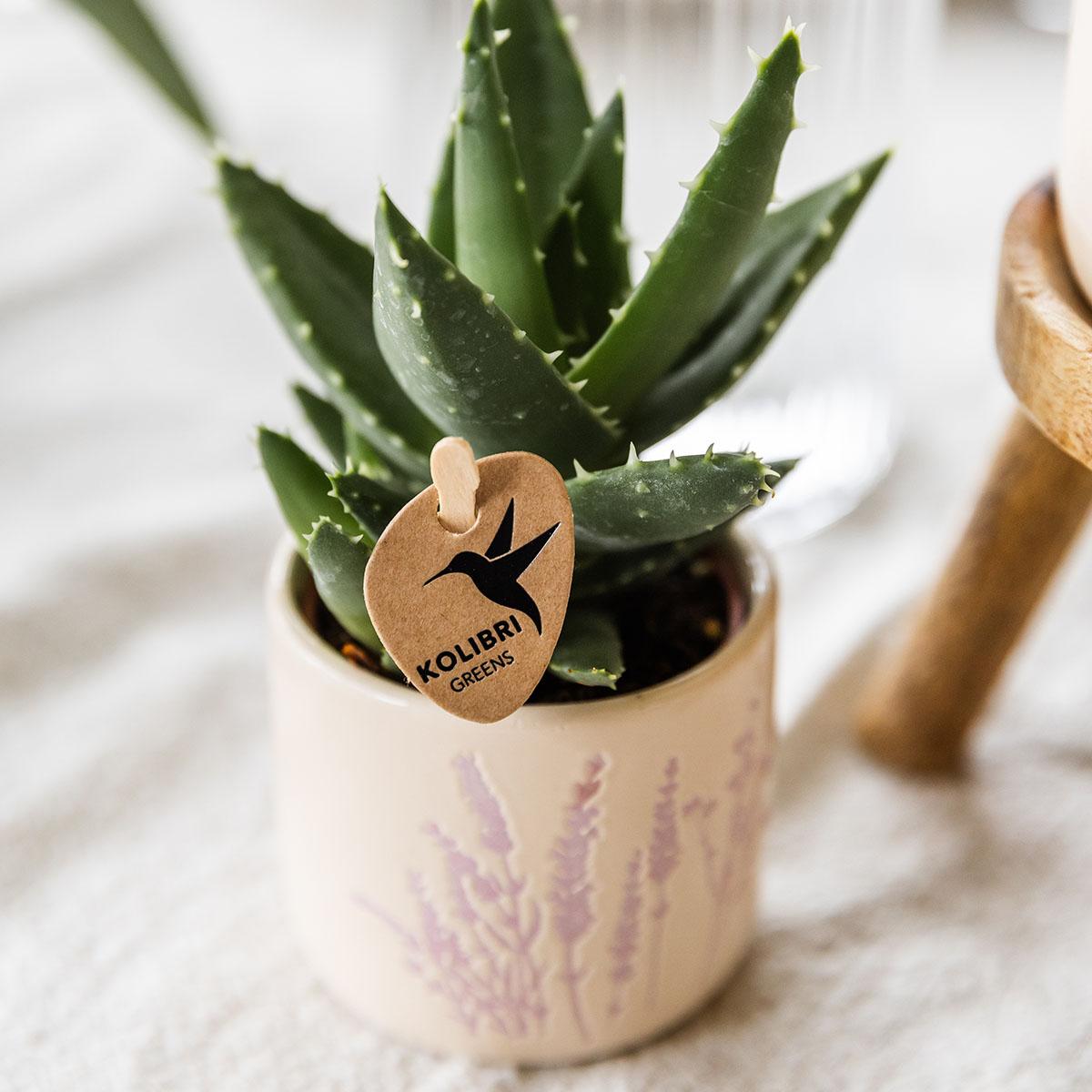 Kolibri Home | Floraler Blumentopf - Lavendel - 6cm