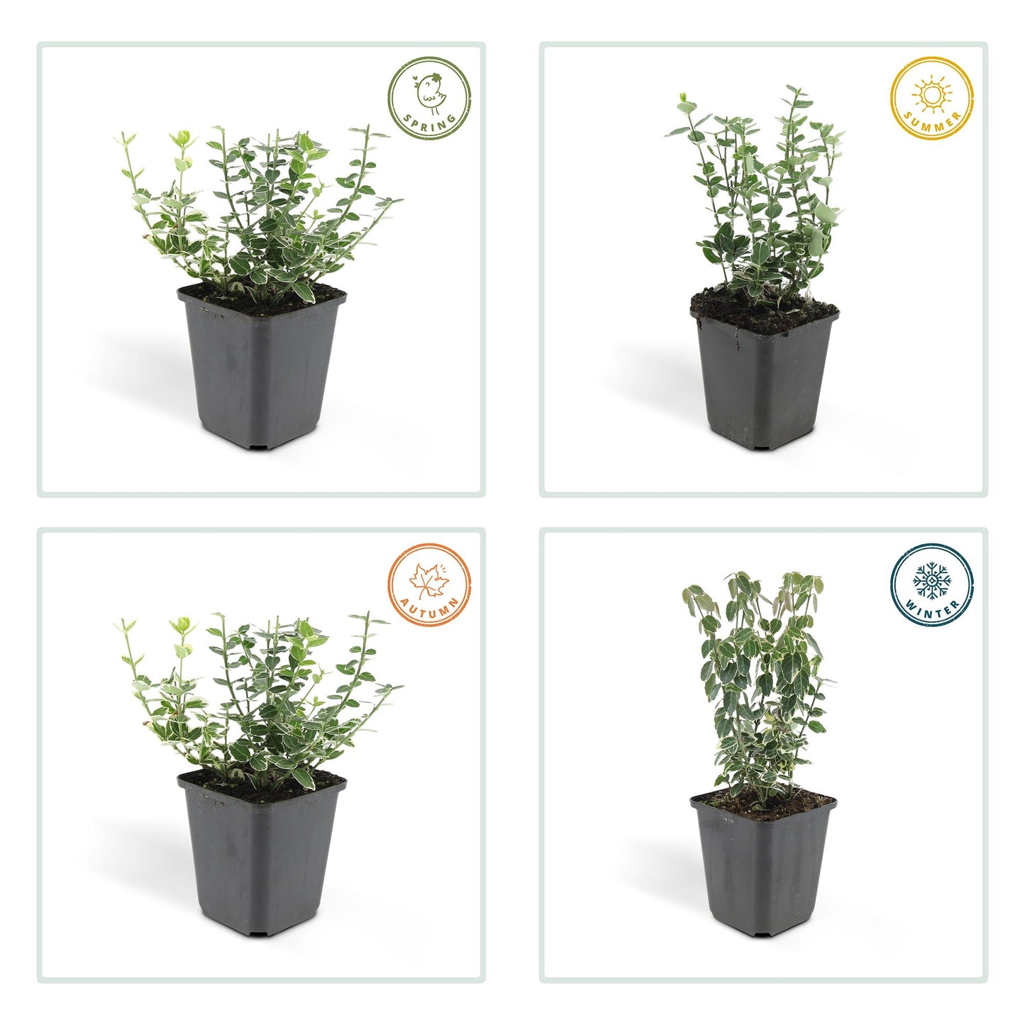 40x Euonymus 'Emerald 'n Gaity' - ↕10-25cm - Ø9cm