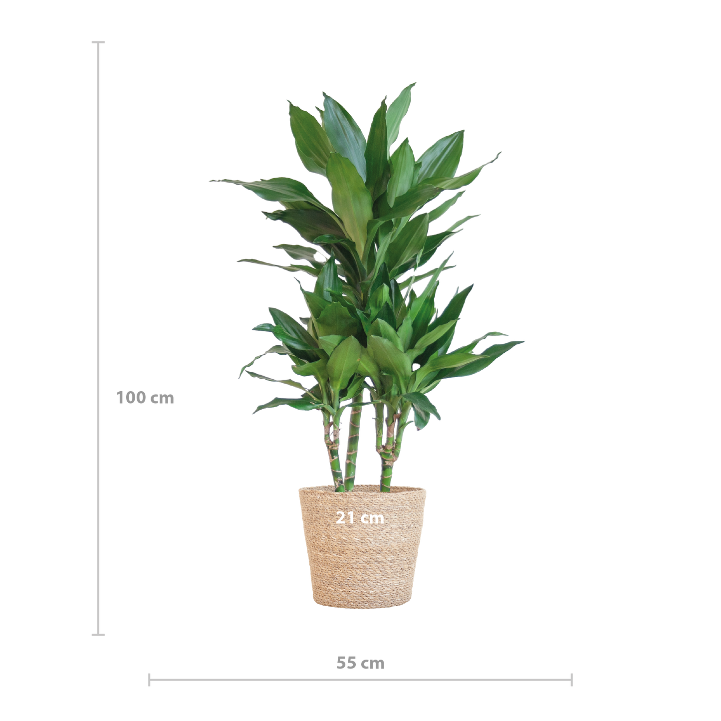 Dracaena Janet Lindt mit Sofia-Korb natur - 95cm - Ø21
