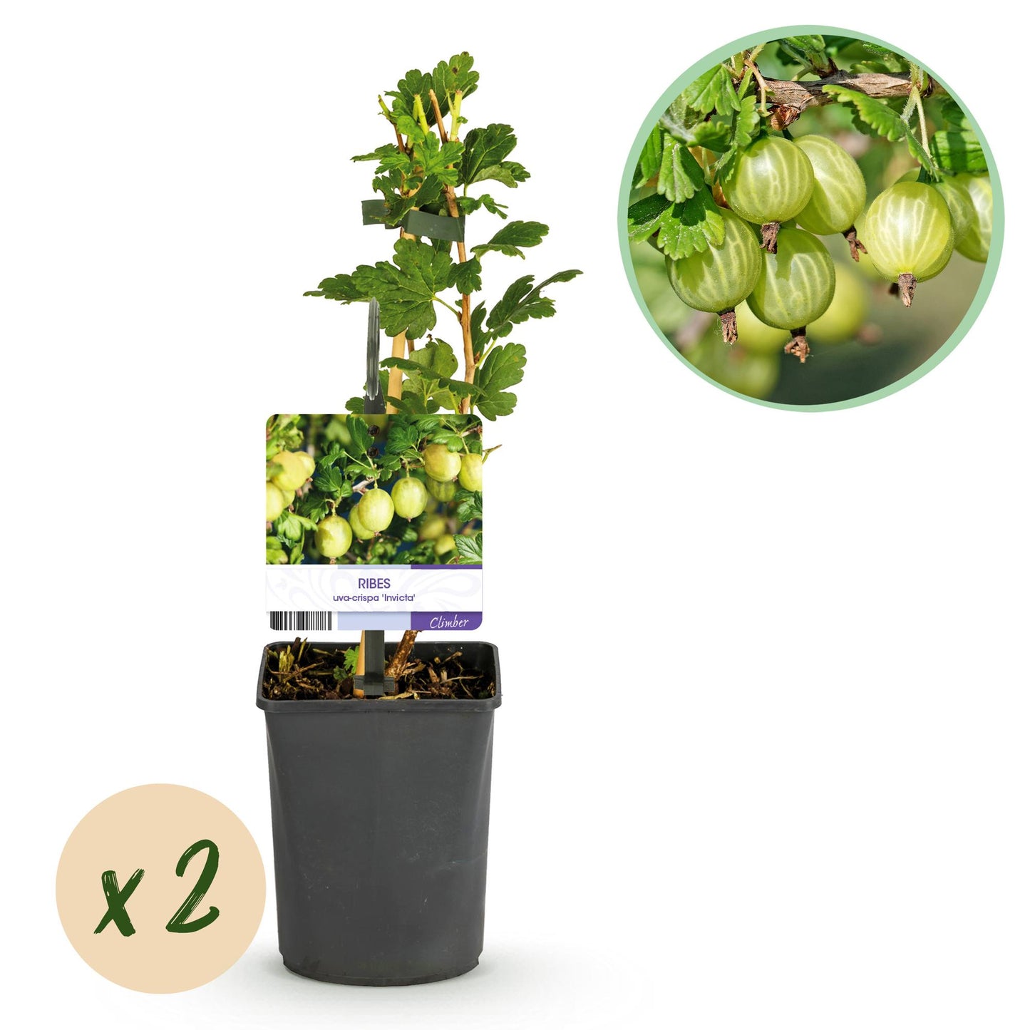 GreenboutiQ - Obstpflanze - Stachelbeere - Ribes uva-crispa Invicta - Grune Beere - 2 Pflanzen - Topf 11cm Höhe 40cm