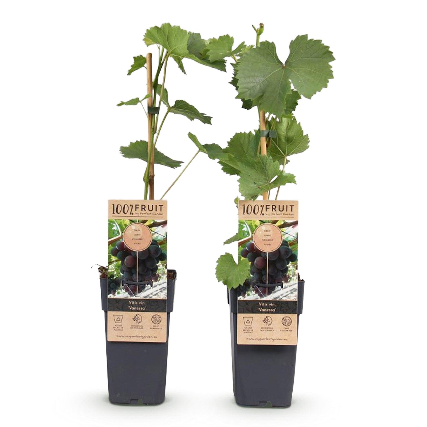 GreenboutiQ - Obstpflanze - Lila Traube - Vitis vinifera Vanessa - Kernlos - 2 Pflanzen - Topf 15cm Höhe 50cm