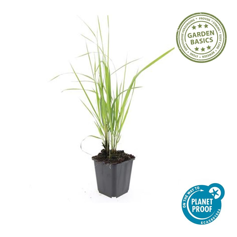 12x Calamagrostis acut. 'Karl Foerster' - ↕10-25cm - Ø9cm
