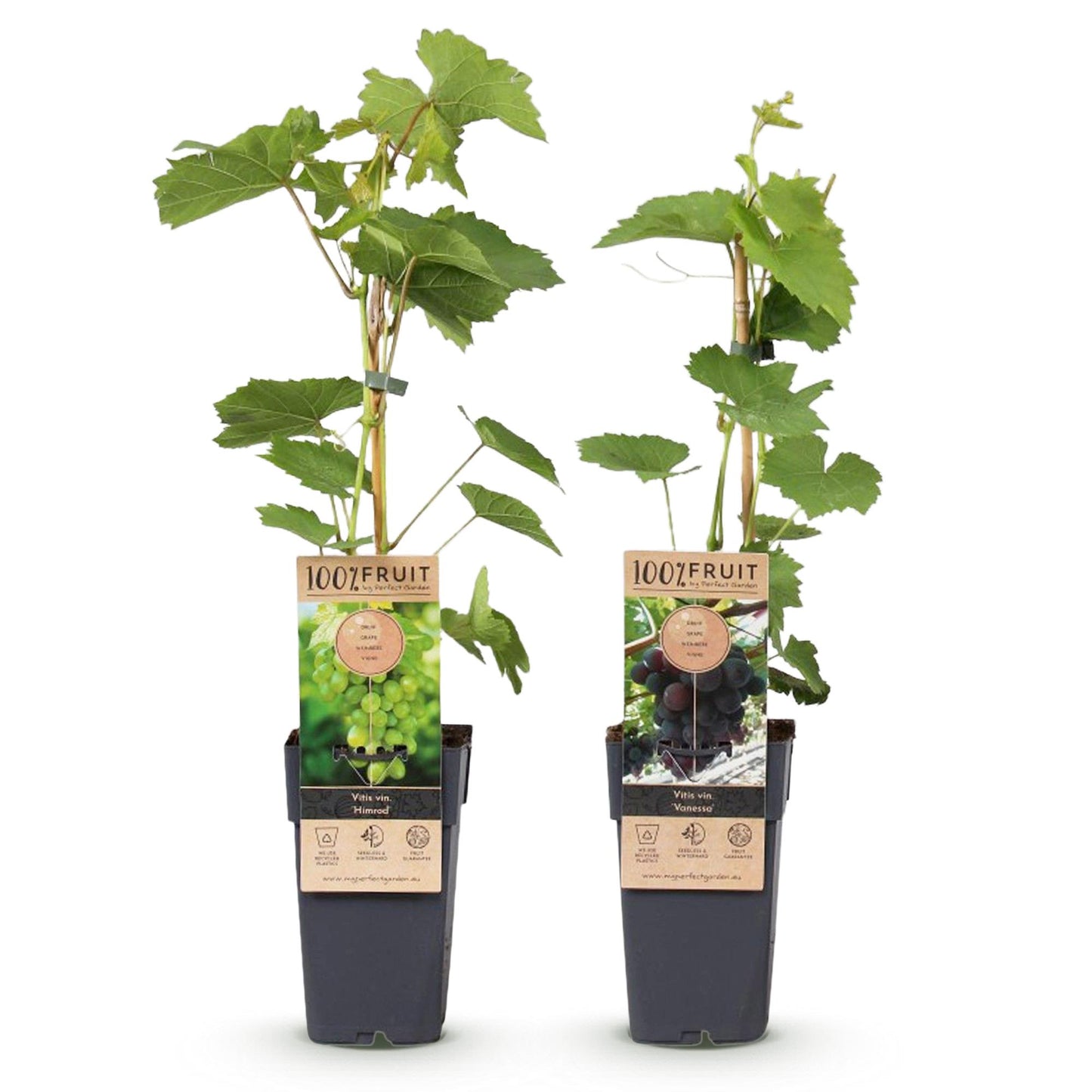 GreenboutiQ - Obstpflanze - Lila & Weiße Traube - Vitis vinifera Vanessa & Himrod - Kernlos - 2 Pflanzen - Topf 15cm Höhe 50cm