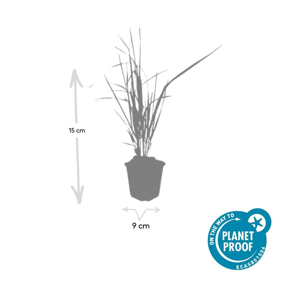 12x Calamagrostis acut. 'Karl Foerster' - ↕10-25cm - Ø9cm