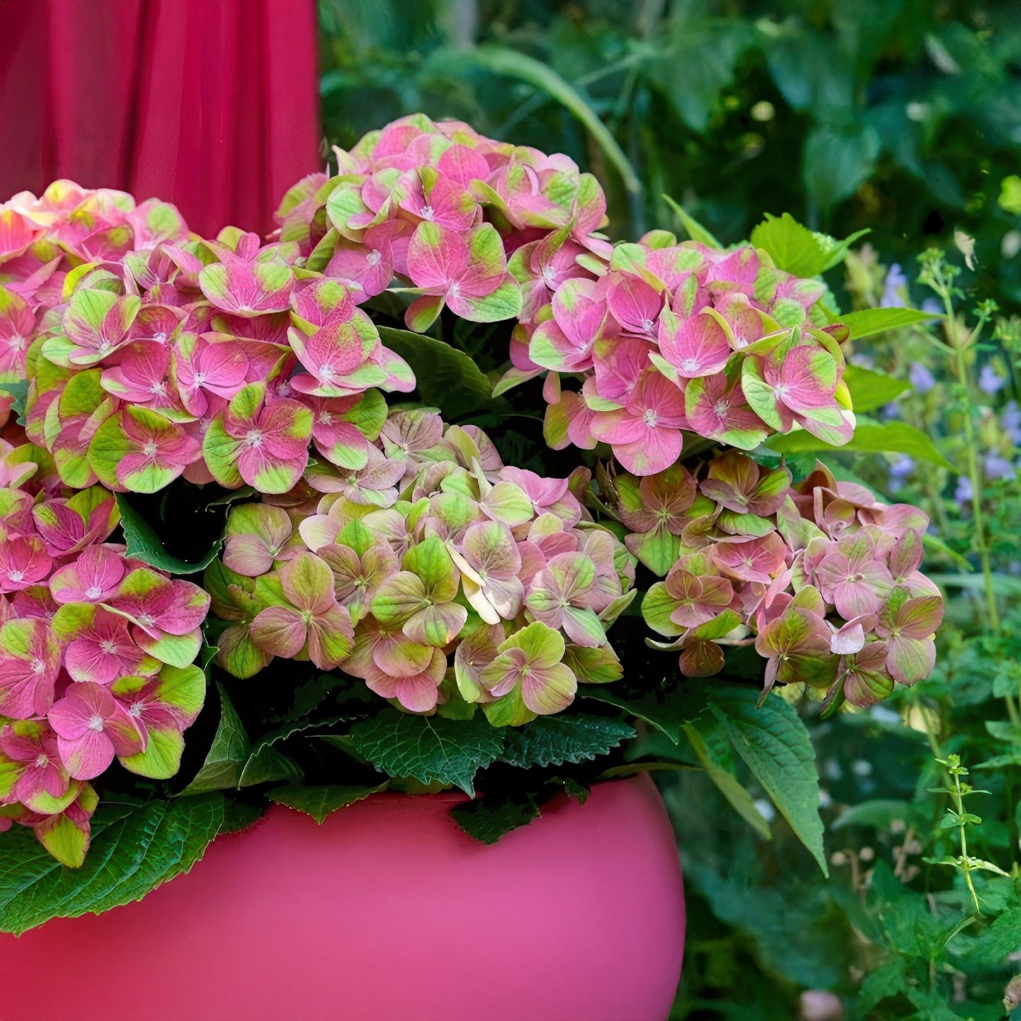 Green boutiQ - Balkonpflanze - Hortensie - Hydrangea Magical Green Fire - Rosa Grün - 6-10 Blumen - Topf 23cm Höhe 55cm
