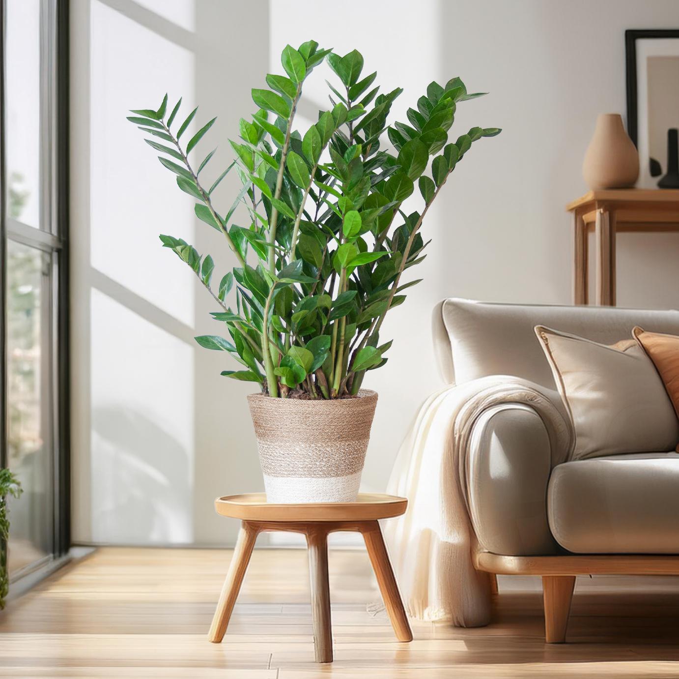 Zamioculcas Zamiifolia mit Pflanzkorb Lissabon weiß - 80cm - Ø21