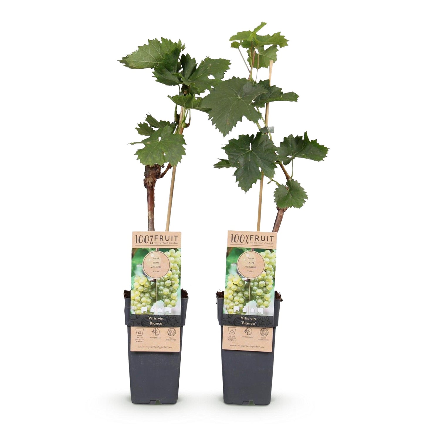 GreenboutiQ - Obstpflanze - Weiße Traube - Vitis vinifera Bianca - 2 Pflanzen - Topf 15cm Höhe 50cm