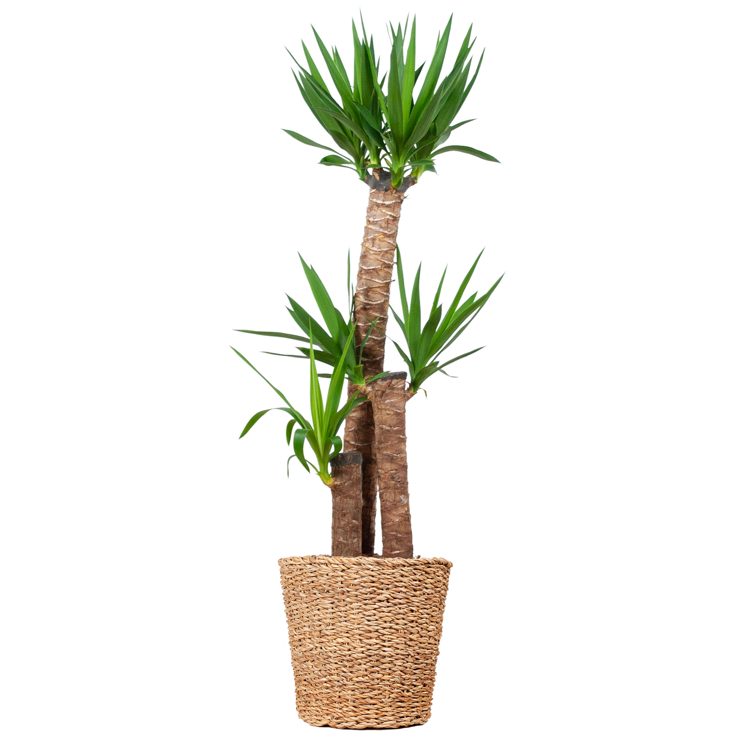 Yucca XL mit Torun-Korb – 125 cm – Ø24