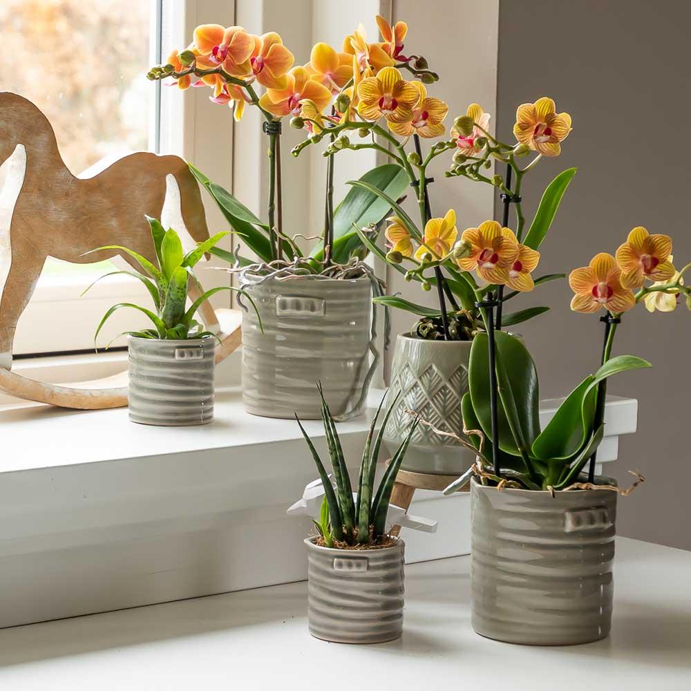 Kolibri Orchids | orange Phalaenopsis Orchidee Topfgröße Ø9cm | Jamaica | blühende Zimmerpflanze - frisch vom Züchter