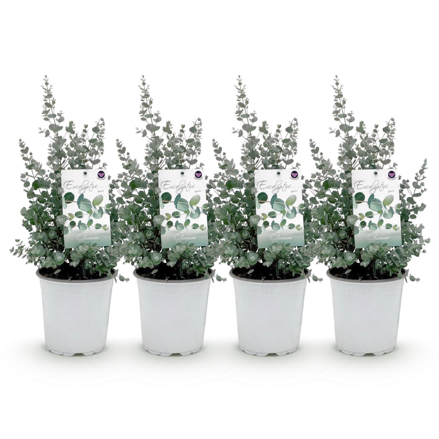 GreenboutiQ - Terrassenpflanze - Eukalyptusbaum - Eucalyptus gunni - Grau - 4 Pflanzen - Winterhart - Topf 17cm Höhe 40cm
