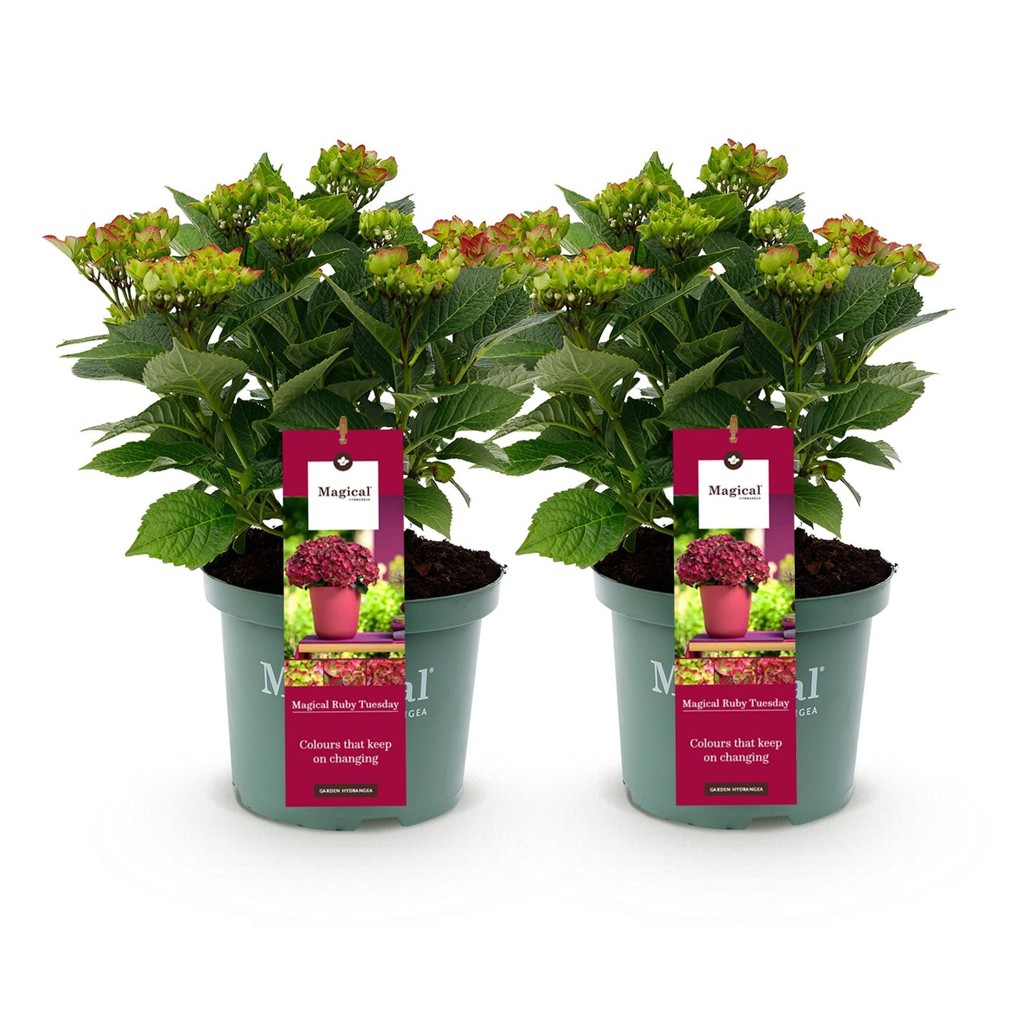 Green boutiQ - Balkonpflanze - Hortensie - Hydrangea Magical Teusday & Saphire - Rot - 6-10 Blumen - 2 Pflanzen - Topf 23cm Höhe 55cm