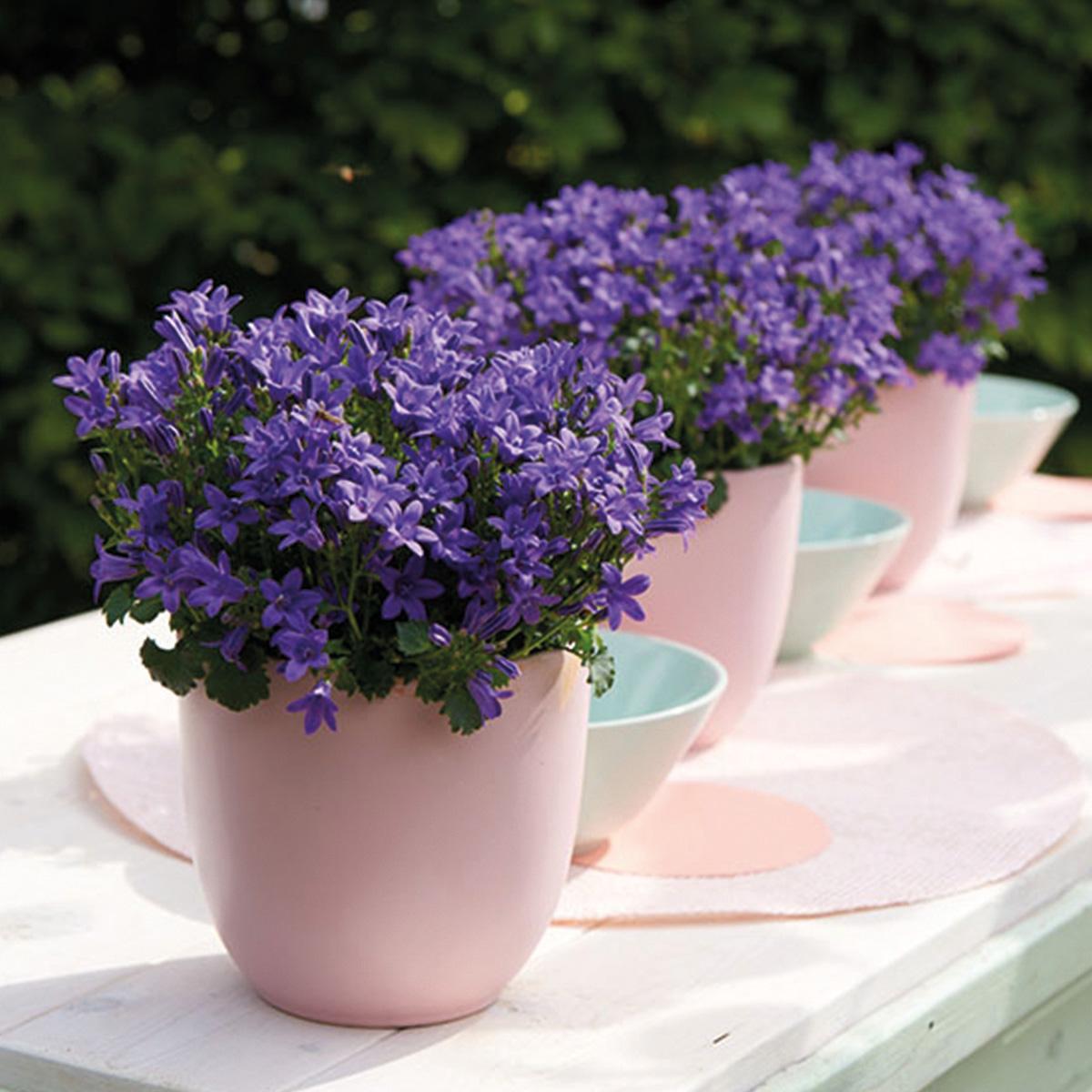 Campanula Addenda - Glockenblume lila Topfgröße 12cm - mehrjährig - winterhart - Purple