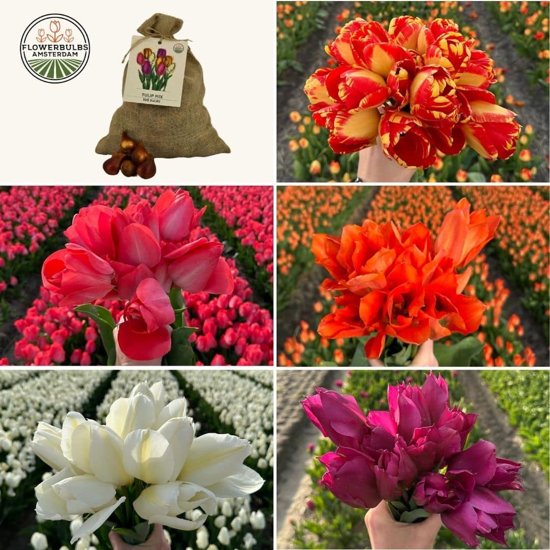 Flowerbulbs Amsterdam - Super Tulip Mix - Nachhaltige Vorteilspackung, 100 Blumenzwiebeln f�r 2,5 m� Blumenpracht - Gr��e 12+