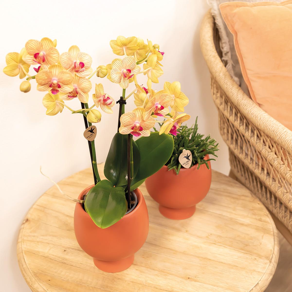Kolibri Orchids | orange Phalaenopsis Orchidee Topfgröße Ø9cm | Jamaica | blühende Zimmerpflanze - frisch vom Züchter