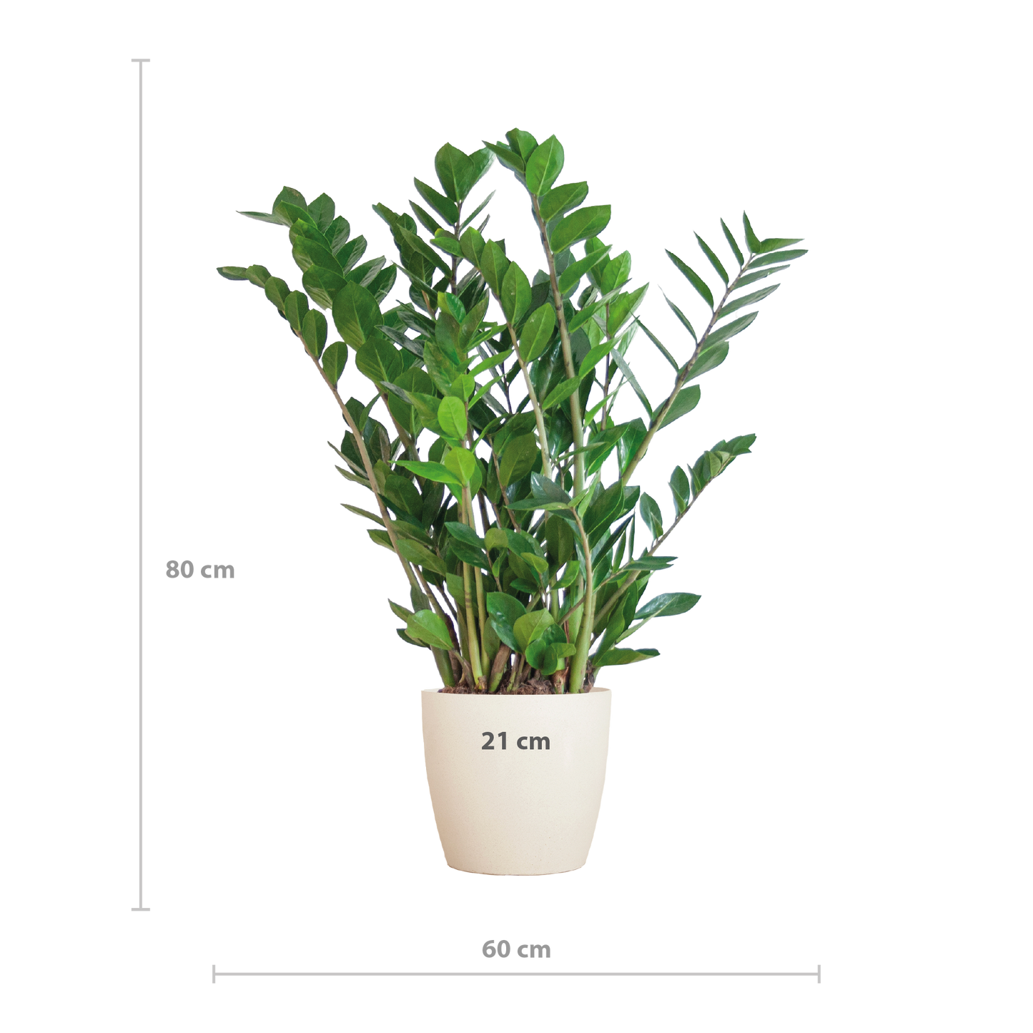 Zamioculcas Zamiifolia mit Viber Weiß - 80cm - Ø21