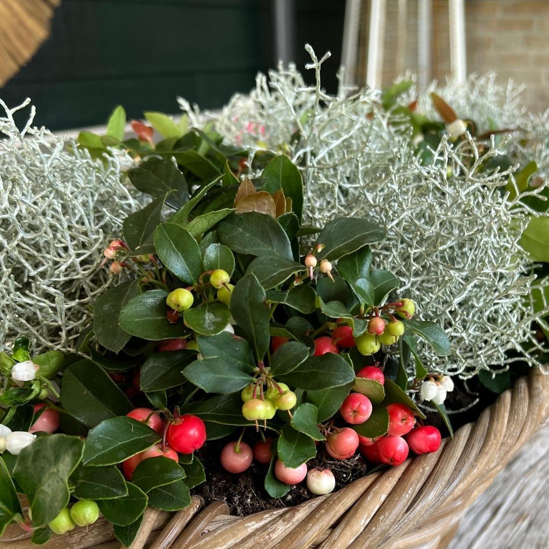 Winterwunderland mix set - 3 x Gaultheria + 3x Calocephalus - Ø 10 cm ↨ 15 cm