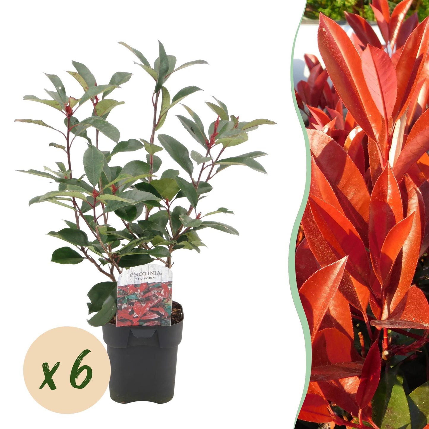 "GreenboutiQ - Heckenpflanzen - Photinia fraseri Red Robin - grün rot - 6 Pflanzen - 1 laufender Meter - immergrün - Topf 17cm Höhe 55cm "