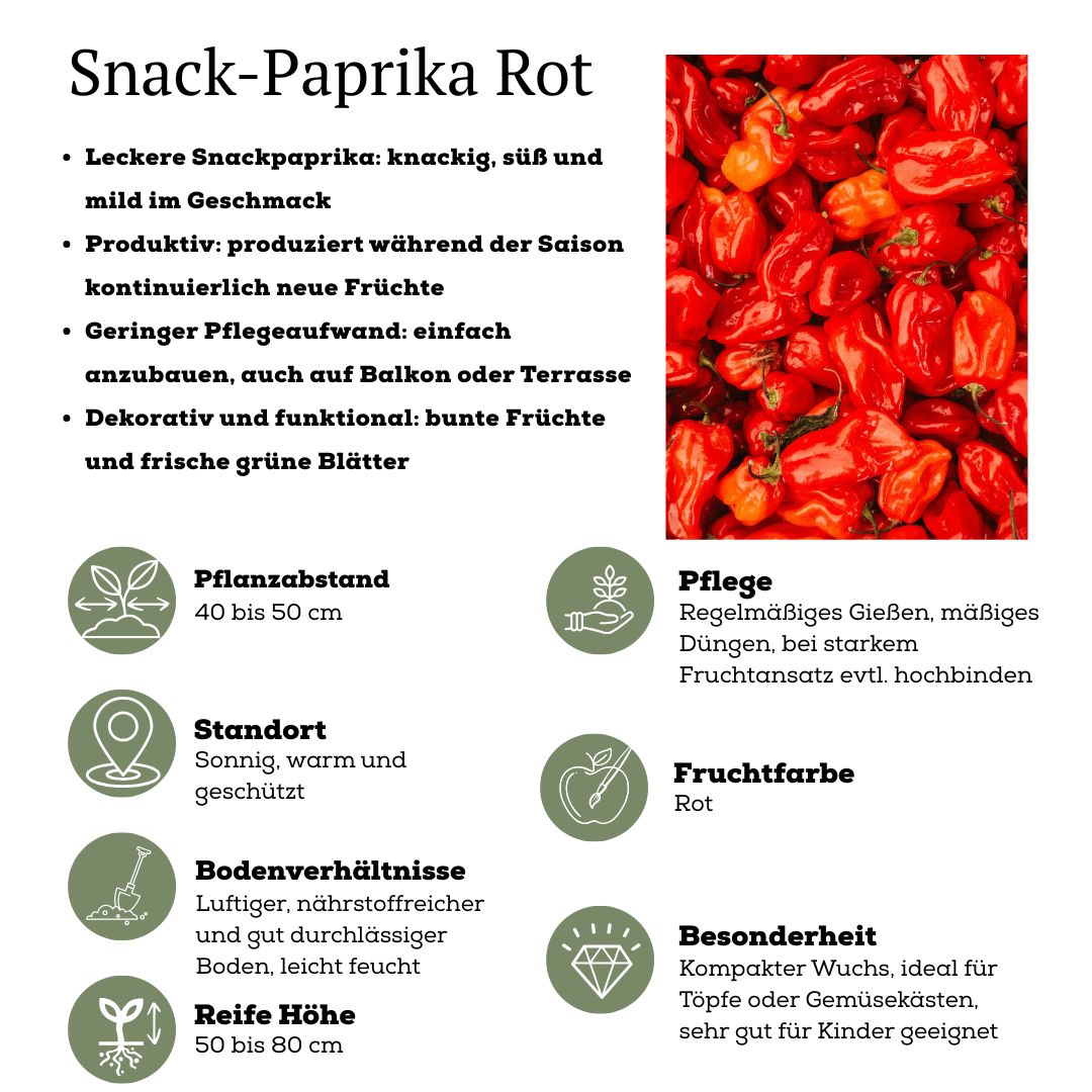 Rote Pflückgemüse-Mischung aus 3 Pflanzen - Kirschtomate - Rote Snack-Paprika - Rote Peperoni-Pflanze - Ø 14 cm - ↨ 45 cm