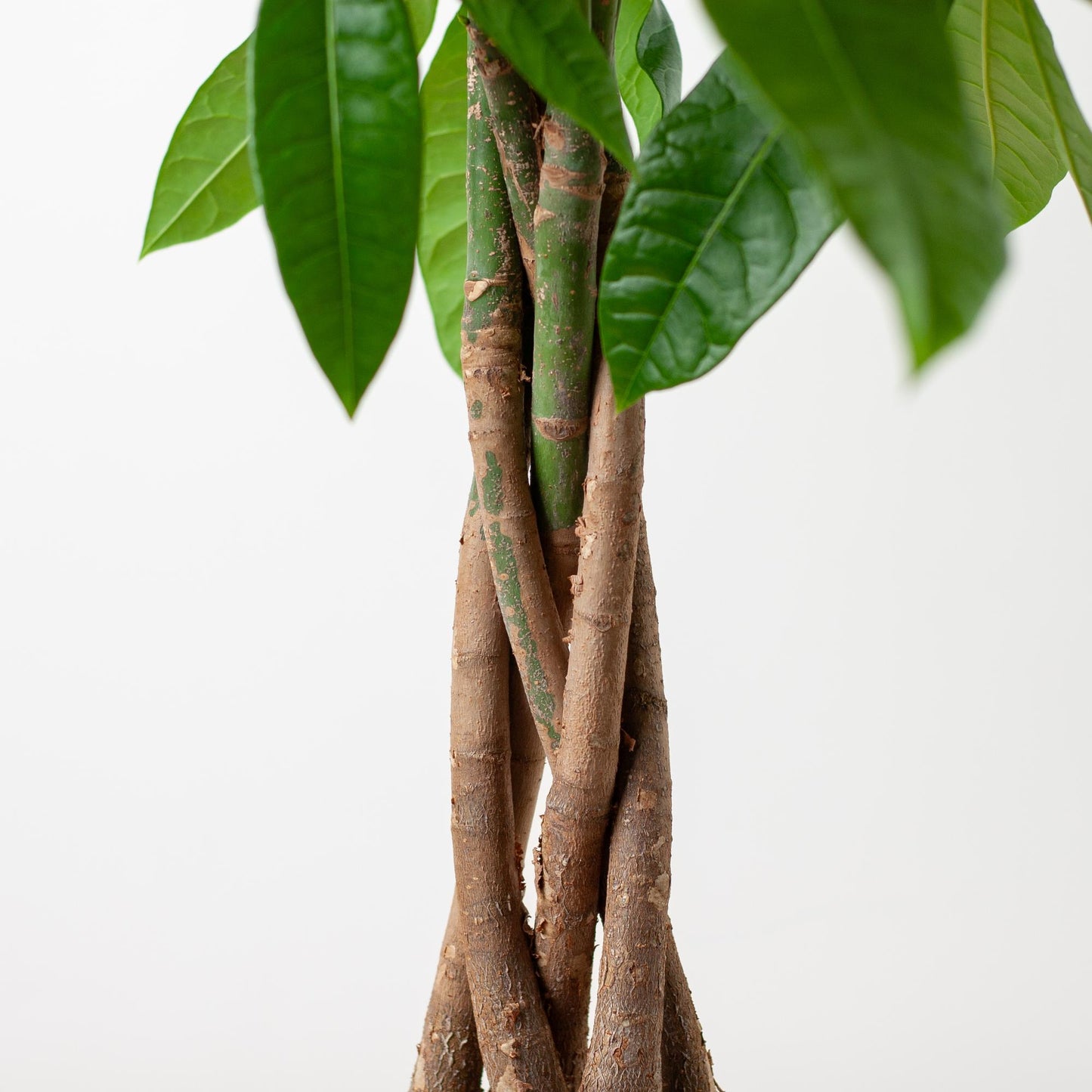 Pachira Aquatica mit Pflanzkorb Lissabon weiß - 80cm - Ø21