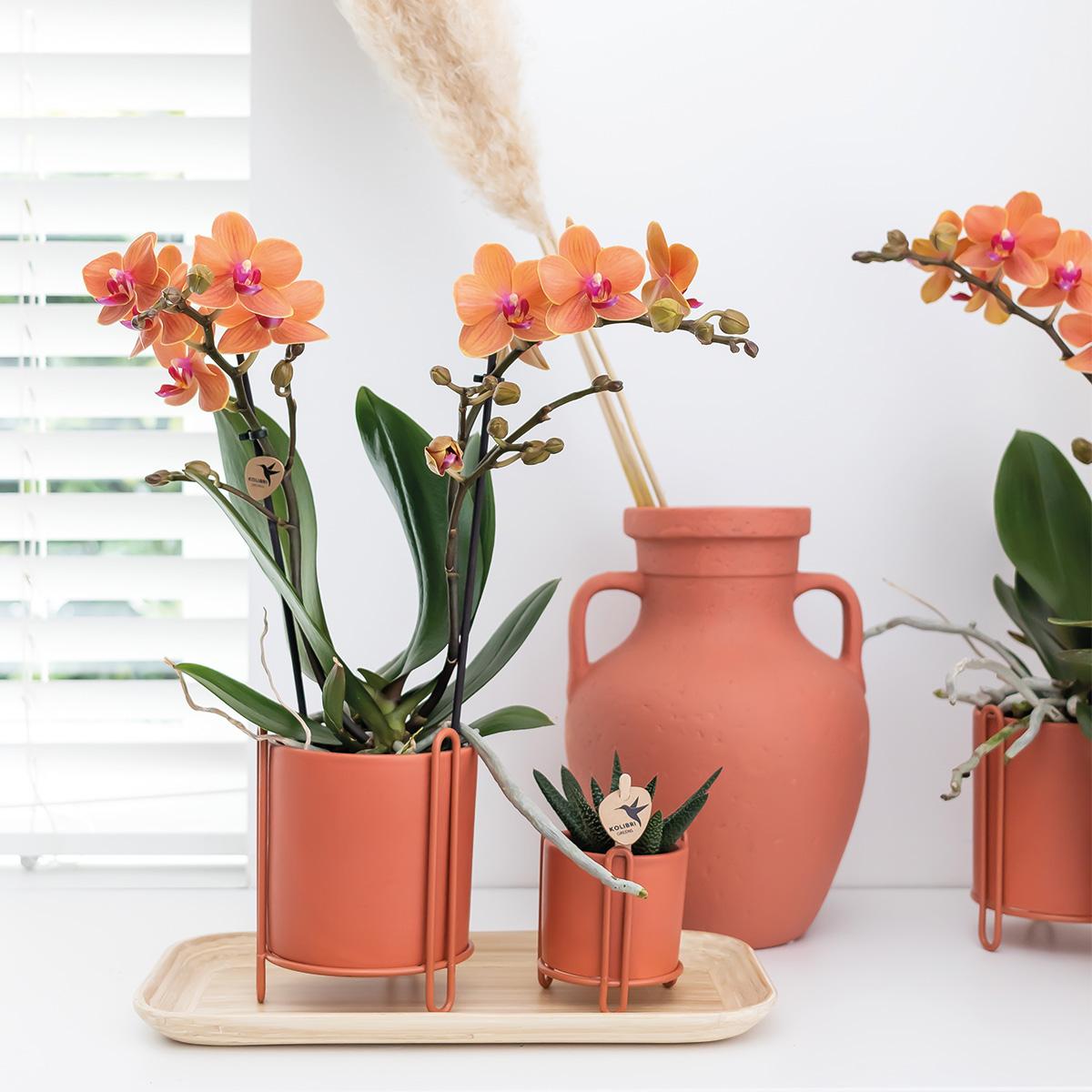 Kolibri Orchids | Orange Phalaenopsis Orchidee - Mineral Bolzano - Topfgröße Ø9cm | blühende Topfpflanze - frisch vom Züchter