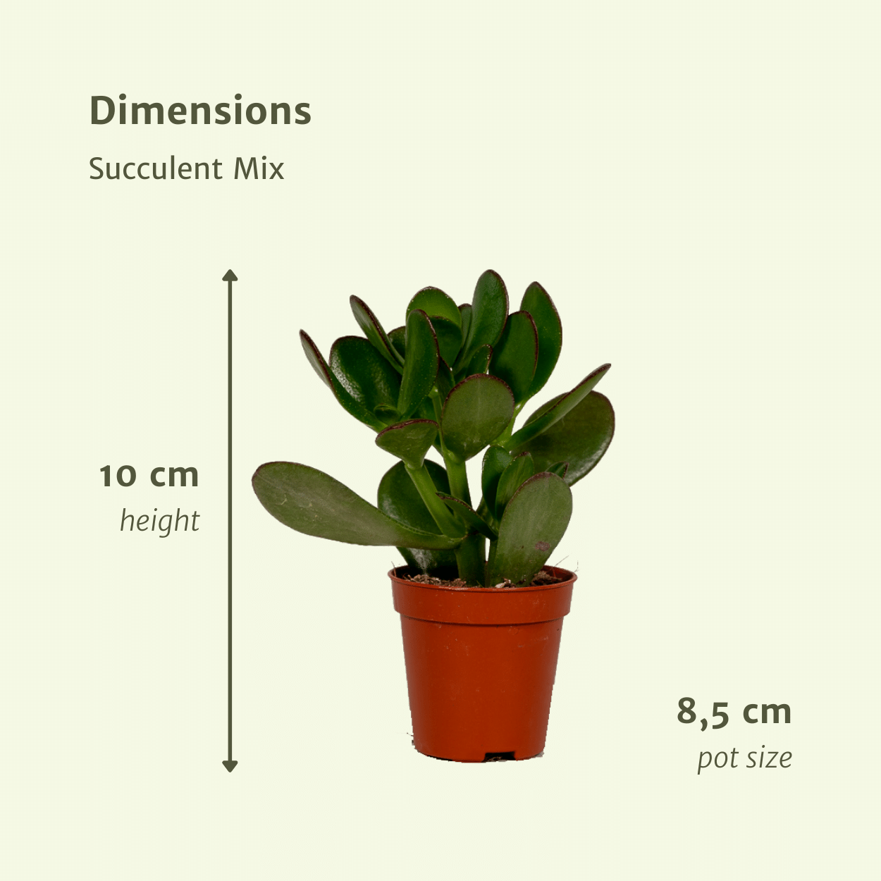 Everspring - Sukkulenten Mix - 18 Stück - 10 cm - Ø8,5