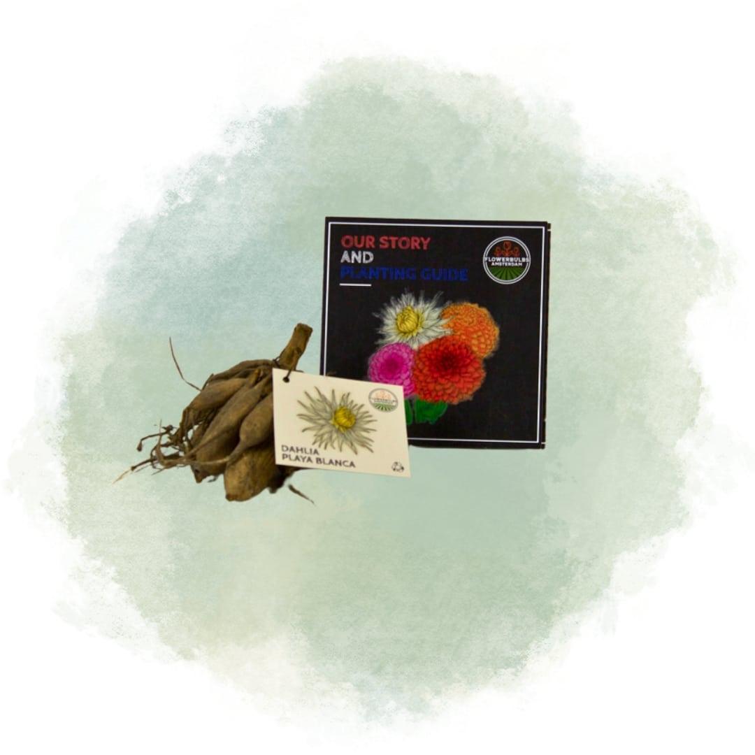 Flowerbulbs Amsterdam - 12 Dahlien playa blanca knollen für 2 m², kaktusförmige blüten