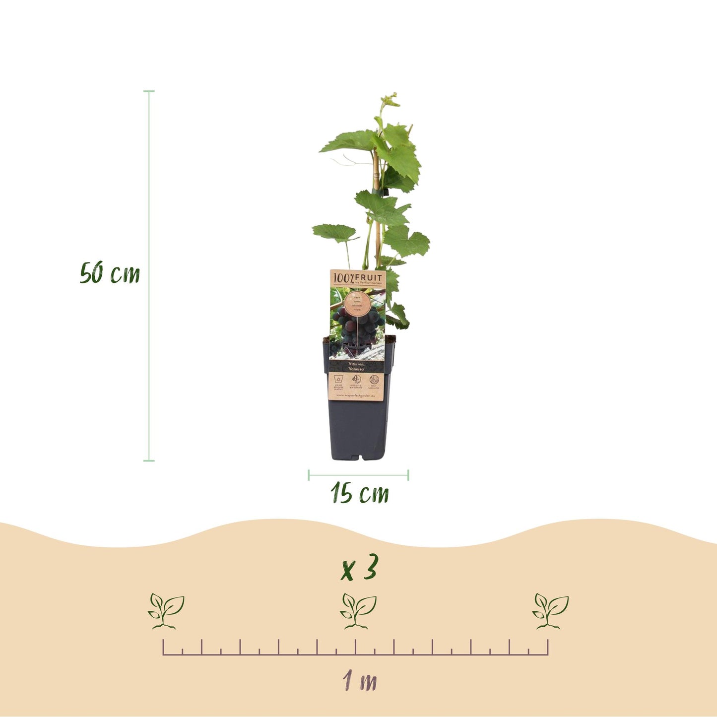 GreenboutiQ - Obstpflanze - Lila Traube - Vitis vinifera Vanessa - Kernlos - 2 Pflanzen - Topf 15cm Höhe 50cm