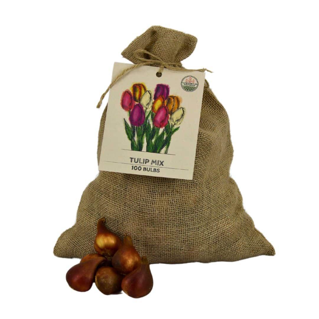 Flowerbulbs Amsterdam - Super Tulip Mix - Nachhaltige Vorteilspackung, 100 Blumenzwiebeln f�r 2,5 m� Blumenpracht - Gr��e 12+