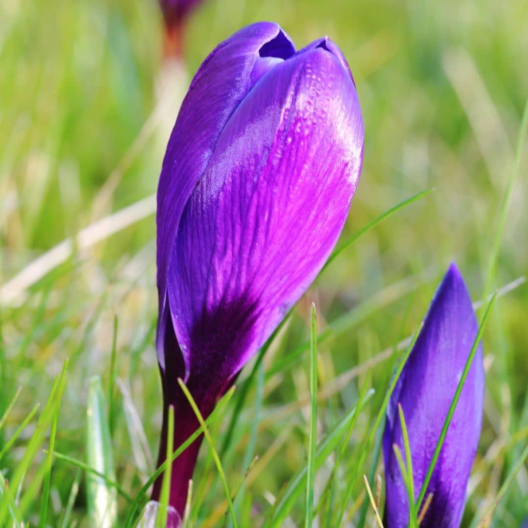 Flowerbulbs Amsterdam - Flower Record - 20 Blumenzwiebeln - Gr��e 8+