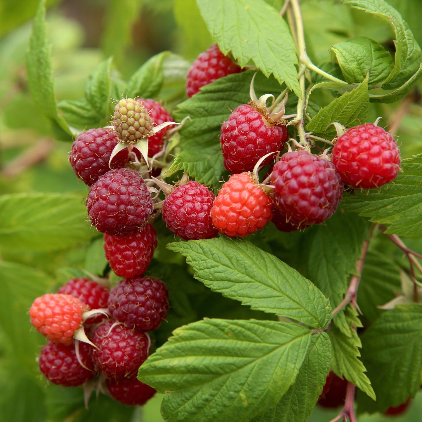 GreenboutiQ - Obstpflanze - Himbeere - Rubus idaeus Autumn Bliss - Rote Himbeere - 2 Pflanzen - Topf 11cm Höhe 40cm