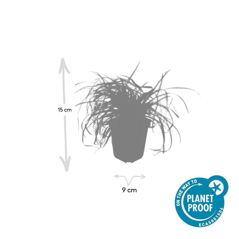 12x Carex oshim. 'Evergold' - ↕10-25cm - Ø9cm
