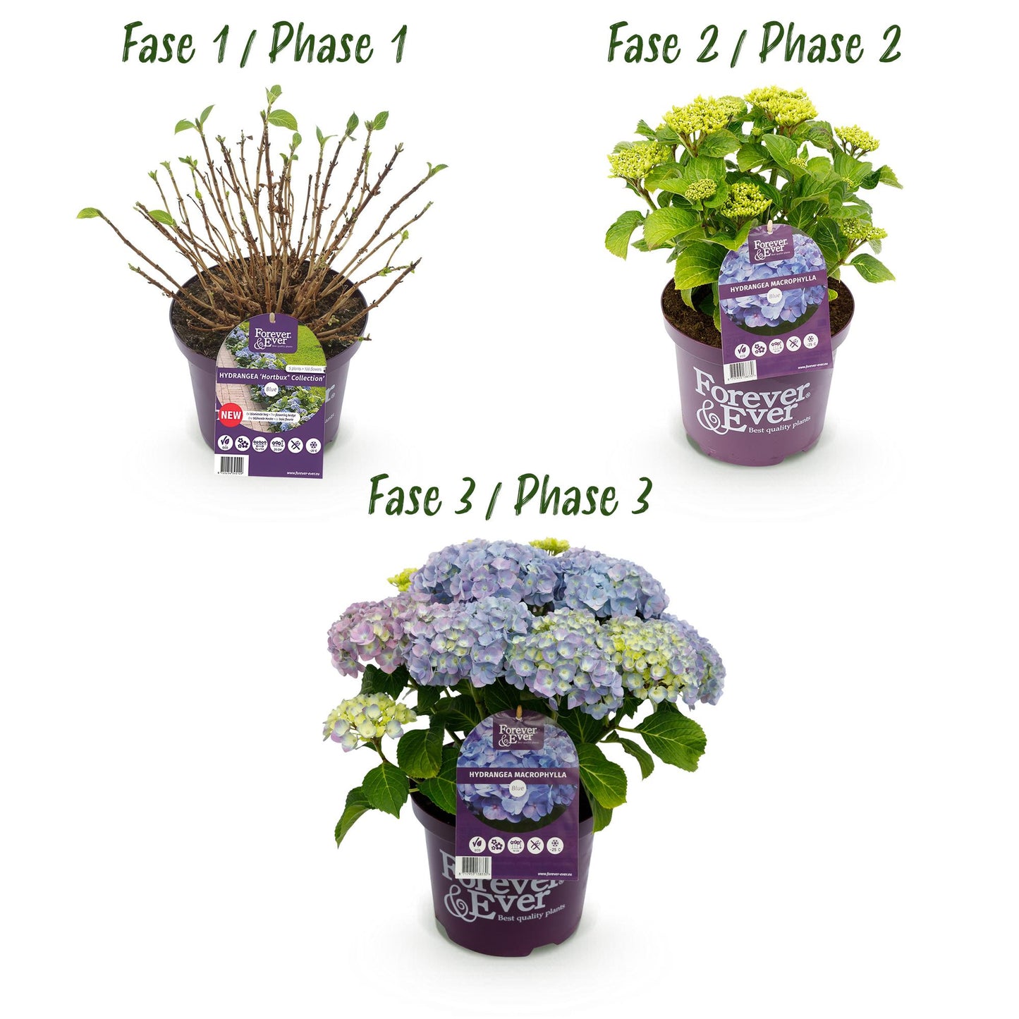 Green boutiQ - Balkonpflanze - Hortensie - Hydrangea Forever & Ever - Blau - 7-12 Blumen - 2 Pflanzen - Topf 23cm Höhe 55cm