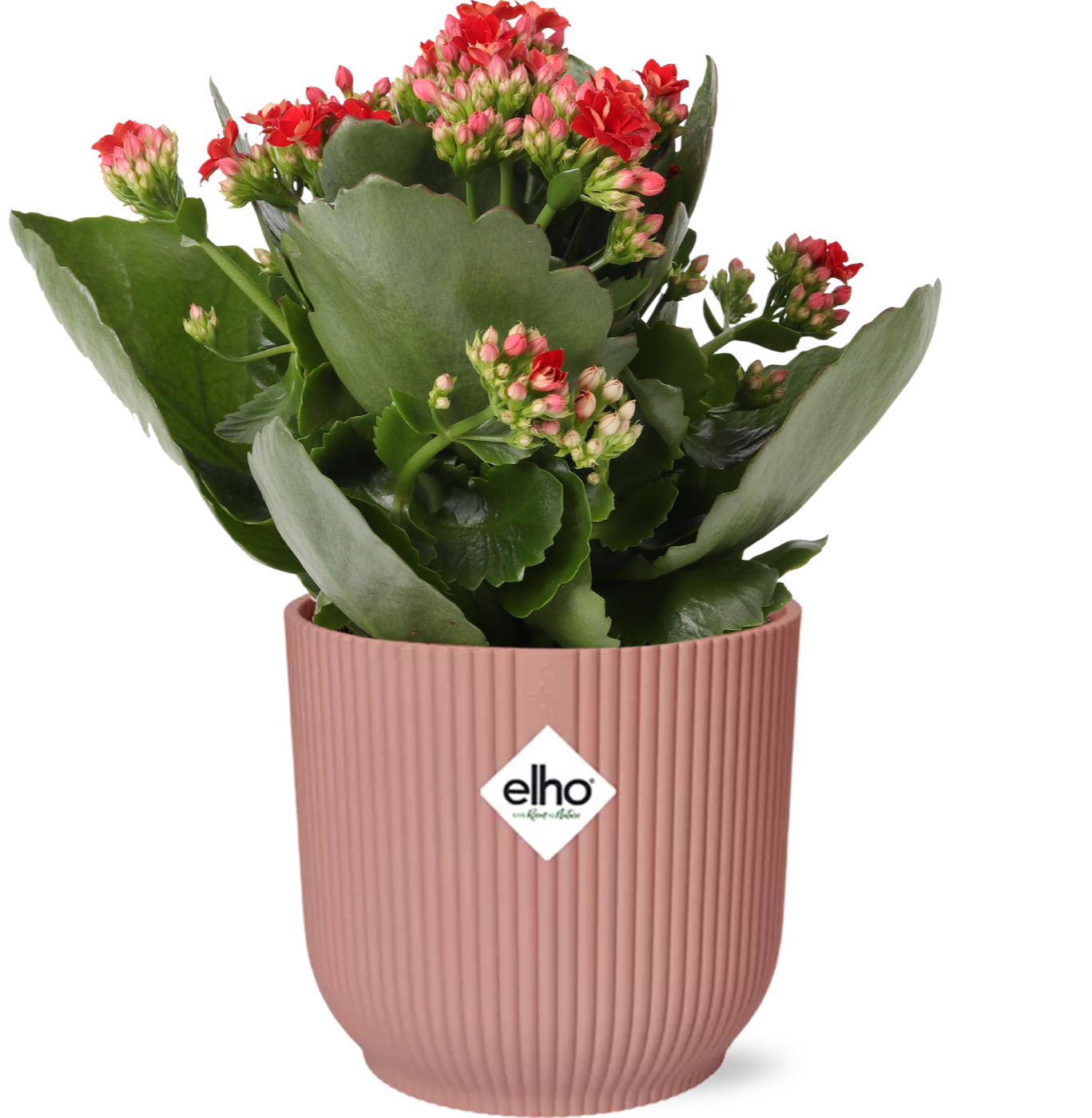 Easter - Kalanchoe Rosalina Don Justino Rood  + ELHO Vibes Fold 14cm roze