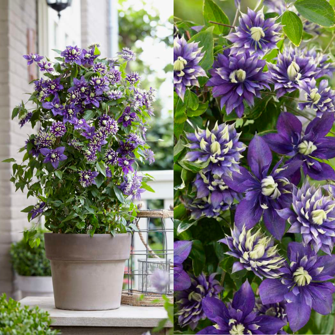 Waldrebe – Clematis 'Taiga' (Taiga XXL) – Ø 23 cm – ↨ 75 cm Toelichting: