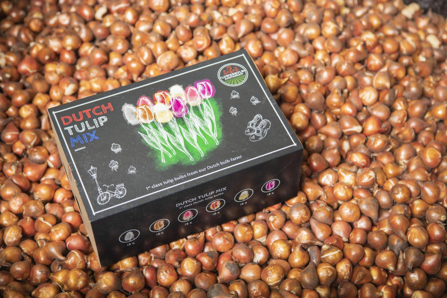 Flowerbulbs Amsterdam - Dutch Tulip Mix - Luxusbox gro�, 90 Blumenzwiebeln f�r 2,5 m� Blumenpracht - Gr��e 12+