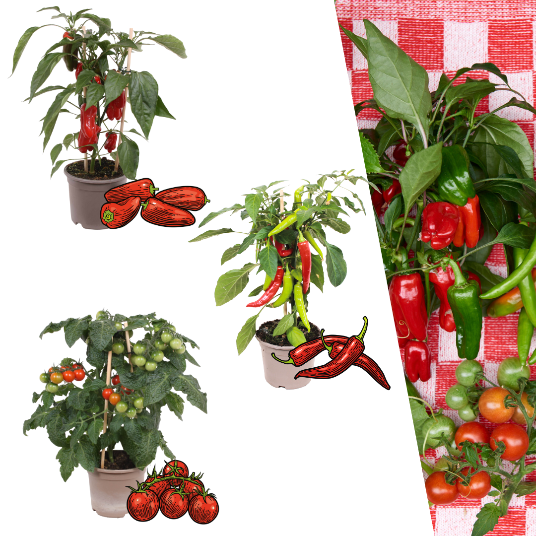 Rote Pflückgemüse-Mischung aus 3 Pflanzen - Kirschtomate - Rote Snack-Paprika - Rote Peperoni-Pflanze - Ø 14 cm - ↨ 45 cm